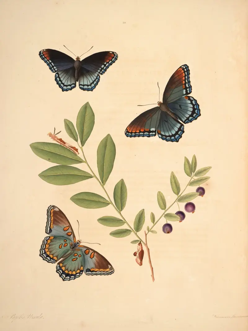 The natural history of the rarer lepidopterous insects of Georgia Pl.010 av James Edward Smith