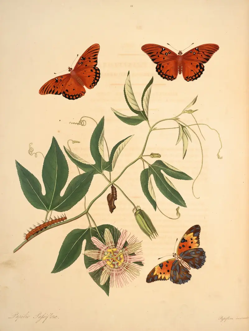 The natural history of the rarer lepidopterous insects of Georgia Pl.012 av James Edward Smith
