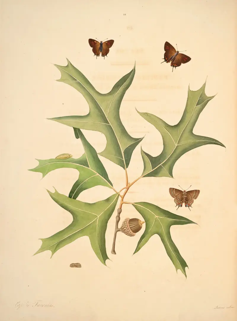 The natural history of the rarer lepidopterous insects of Georgia Pl.014 av James Edward Smith