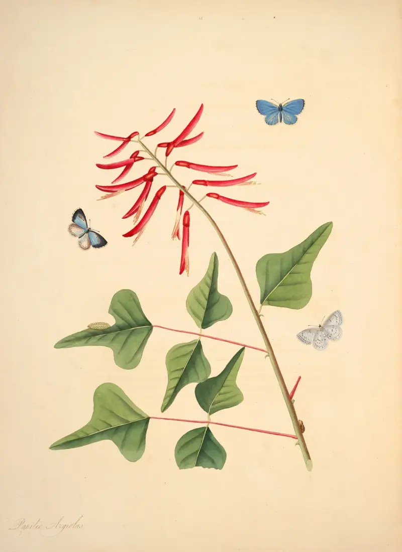 The natural history of the rarer lepidopterous insects of Georgia Pl.015 von James Edward Smith