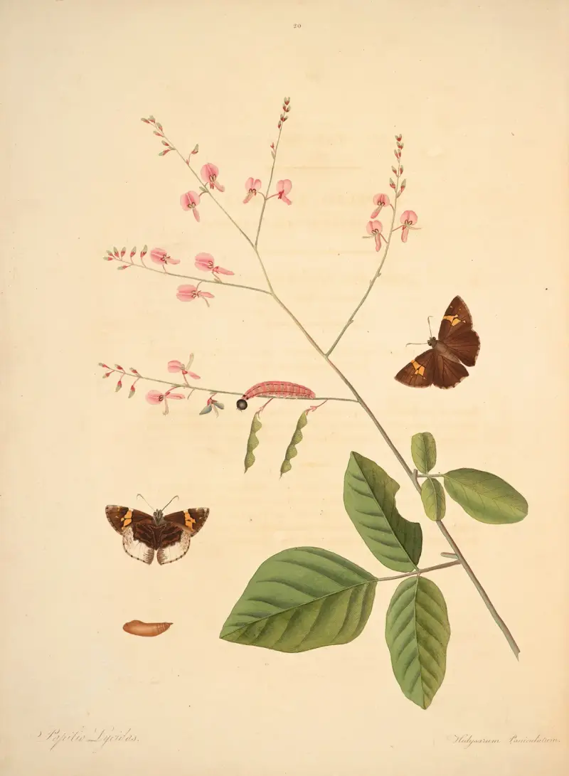 Historia naturalna rzadszych motyli Georgii, plansza 020, James Edward Smith