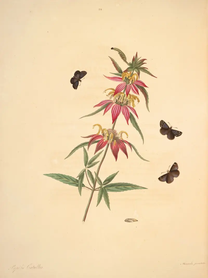 Historia naturalna rzadszych motyli z Georgii, plansza 24, James Edward Smith
