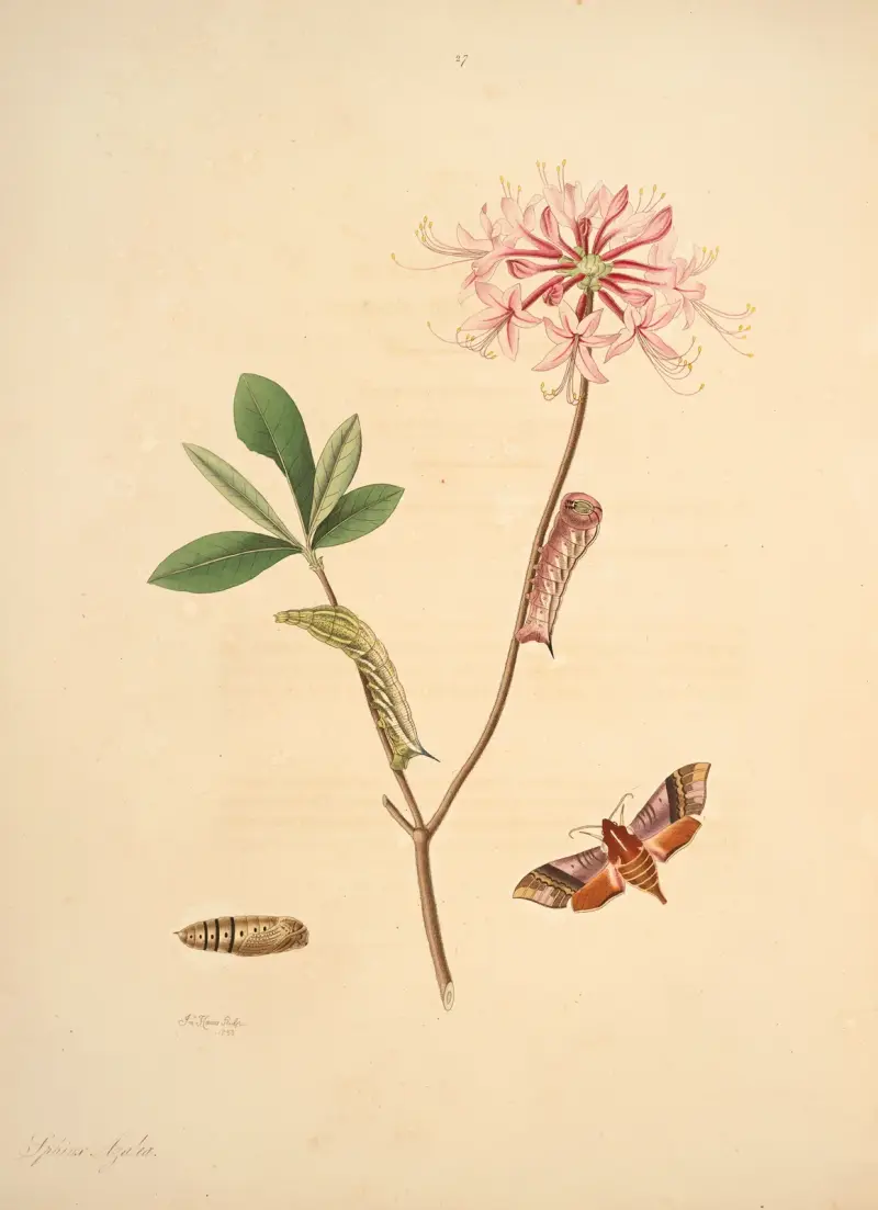 Historia naturalna rzadszych motyli Georgii, pl. 027, James Edward Smith