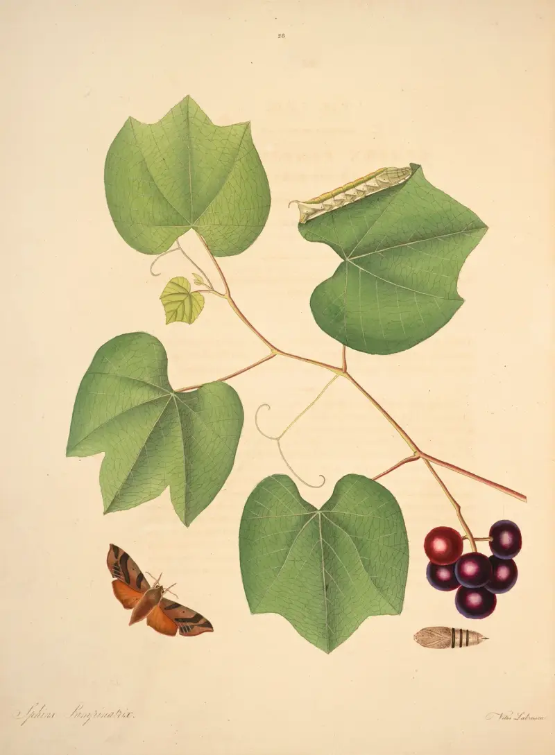The natural history of the rarer lepidopterous insects of Georgia Pl.028 av James Edward Smith