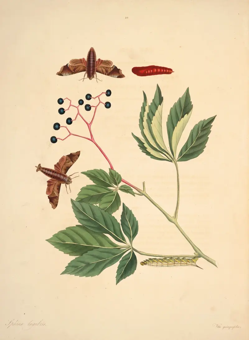 The natural history of the rarer lepidopterous insects of Georgia Pl.030 av James Edward Smith