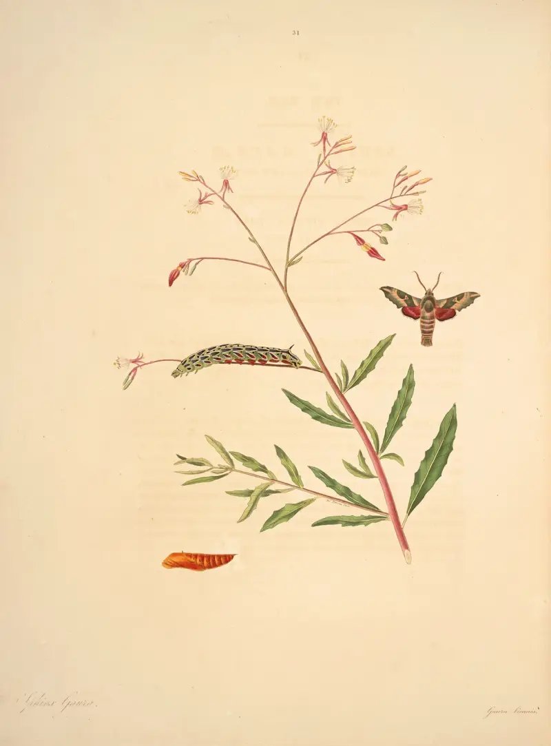 Die Naturgeschichte der selteneren Schmetterlingsinsekten von Georgia Taf. 031 von James Edward Smith