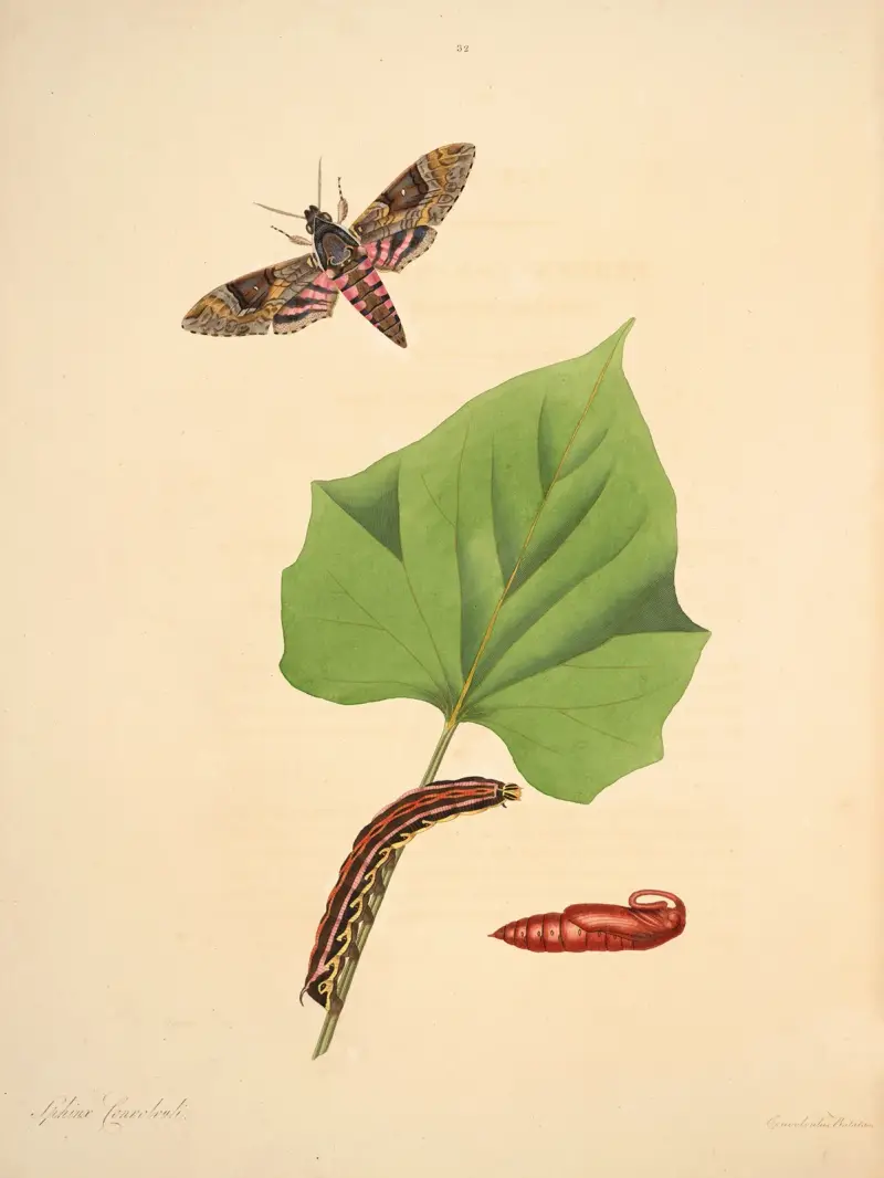 The natural history of the rarer lepidopterous insects of Georgia Pl.032 av James Edward Smith