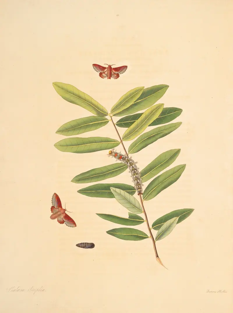 Die Naturgeschichte der selteneren Schmetterlingsinsekten von Georgia Taf. 051 von James Edward Smith