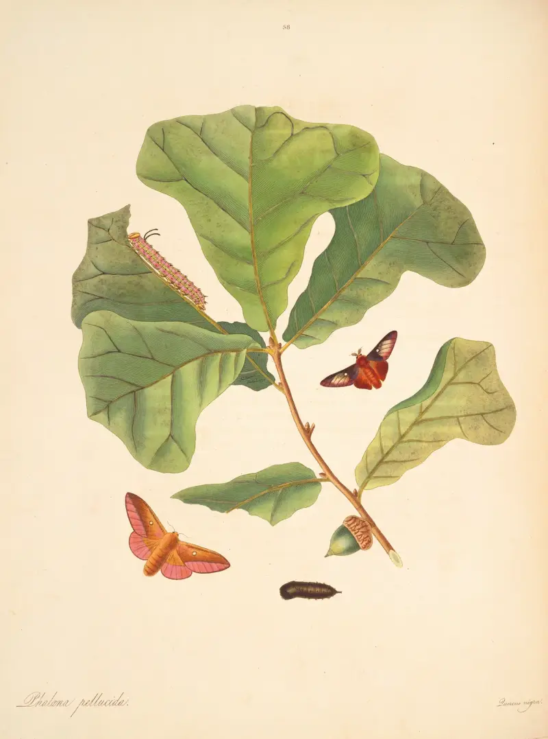The natural history of the rarer lepidopterous insects of Georgia Pl.058 av James Edward Smith