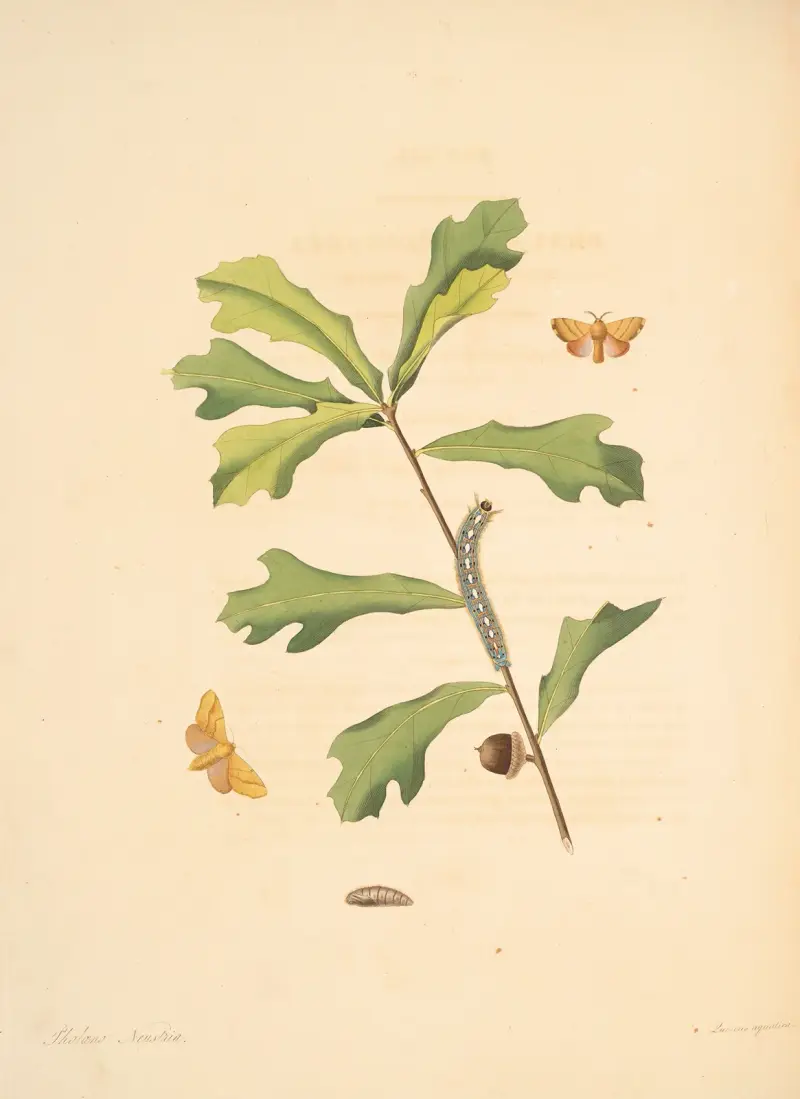 Naturalhistorien över de rarare fjärilarna i Georgia pl. 059 av James Edward Smith