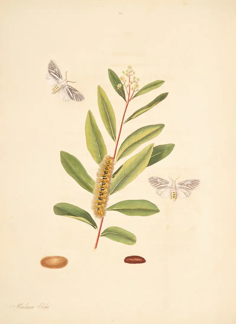 Die Naturgeschichte der selteneren Schmetterlingsinsekten von Georgia Pl. 068 von James Edward Smith