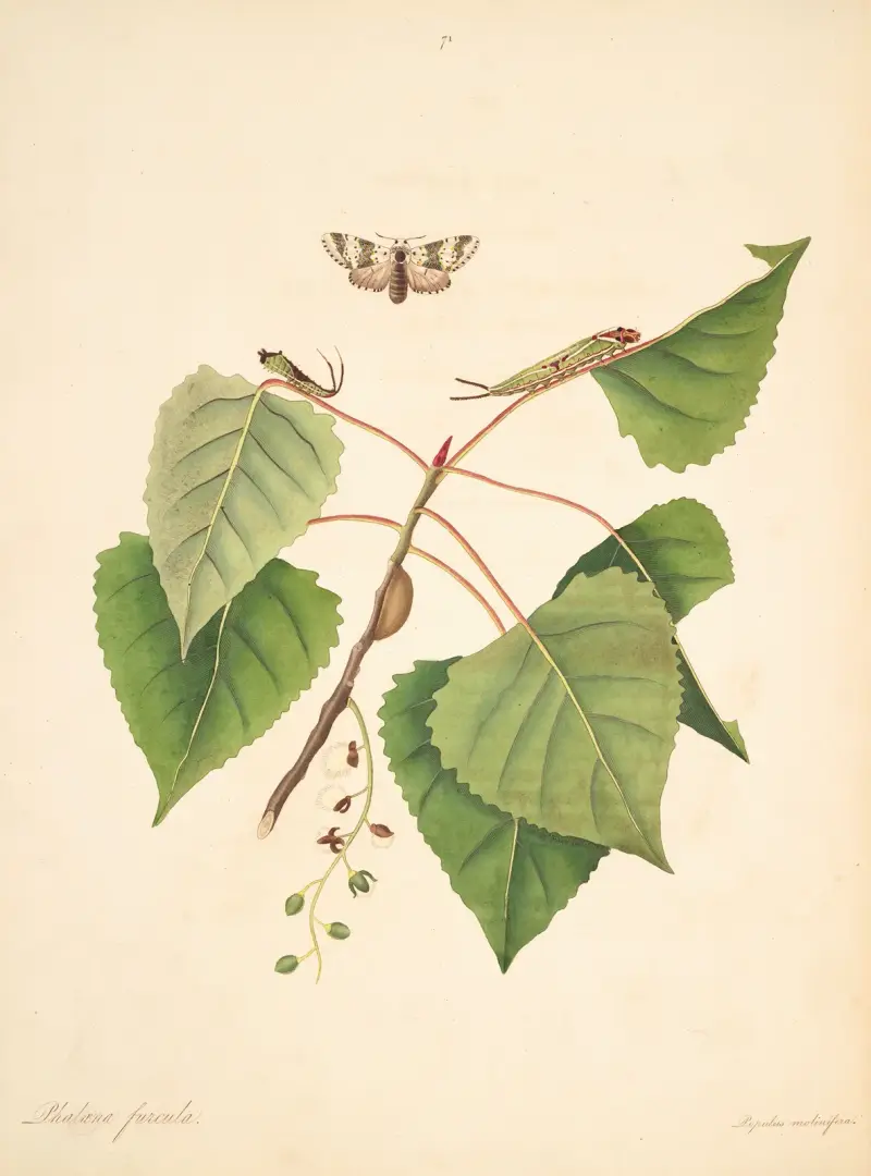 Historia naturalna rzadszych motyli Georgii, tabl. 071, James Edward Smith