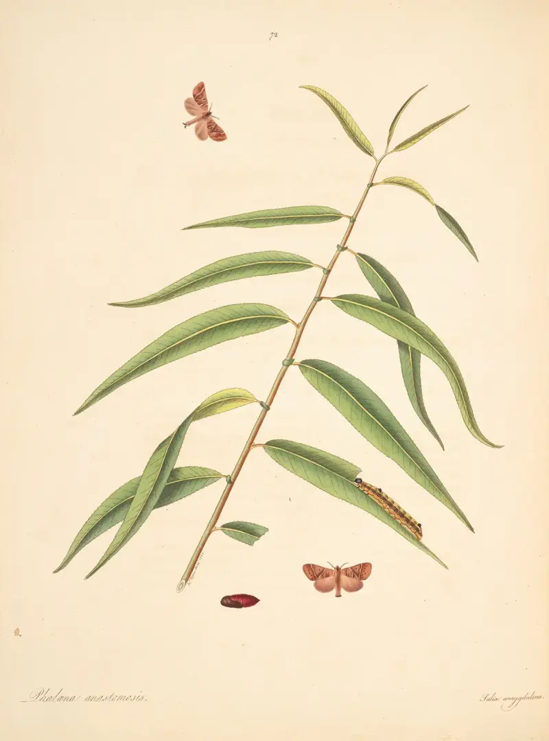 The natural history of the rarer lepidopterous insects of Georgia Pl.072 av James Edward Smith