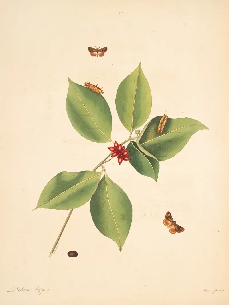 Die Naturgeschichte der selteneren Schmetterlingsinsekten von Georgia Taf. 073 von James Edward Smith