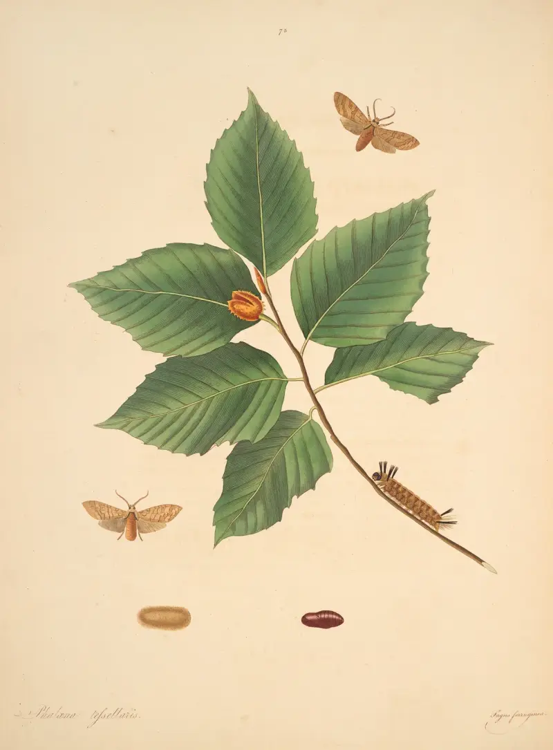 The Natural History of the Rarer Lepidopterous Insects of Georgia Pl. 75, James Edward Smith