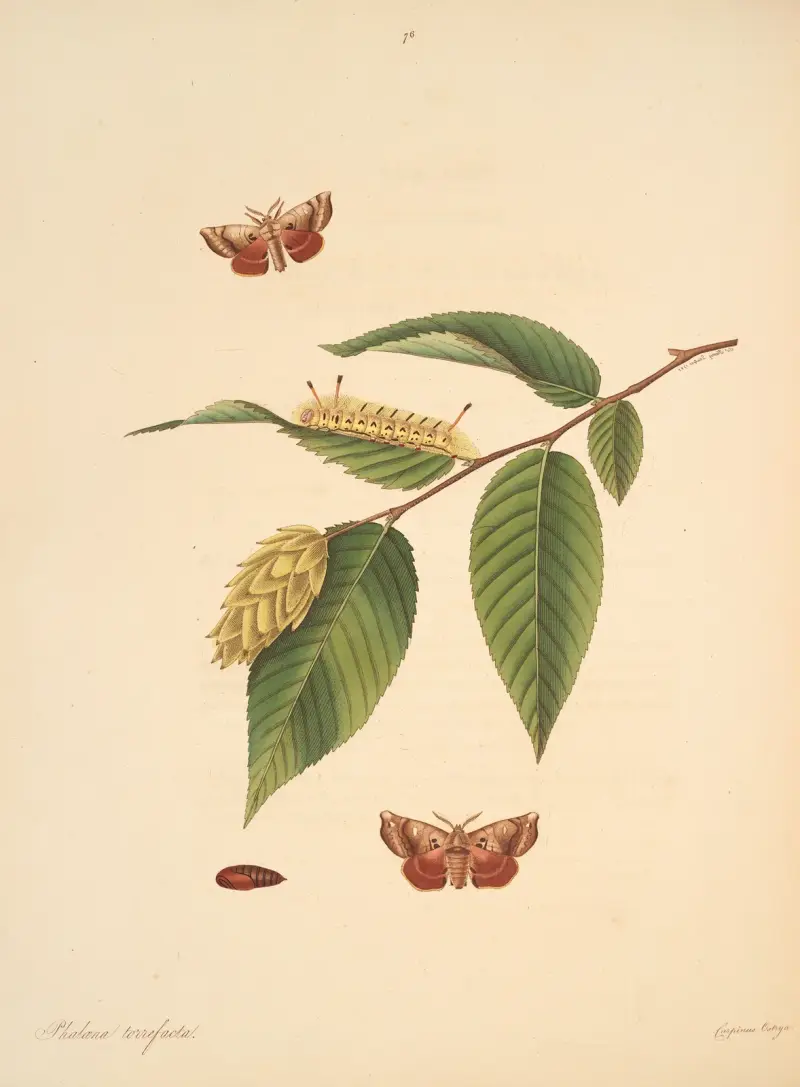 The natural history of the rarer lepidopterous insects of Georgia Pl.076 av James Edward Smith
