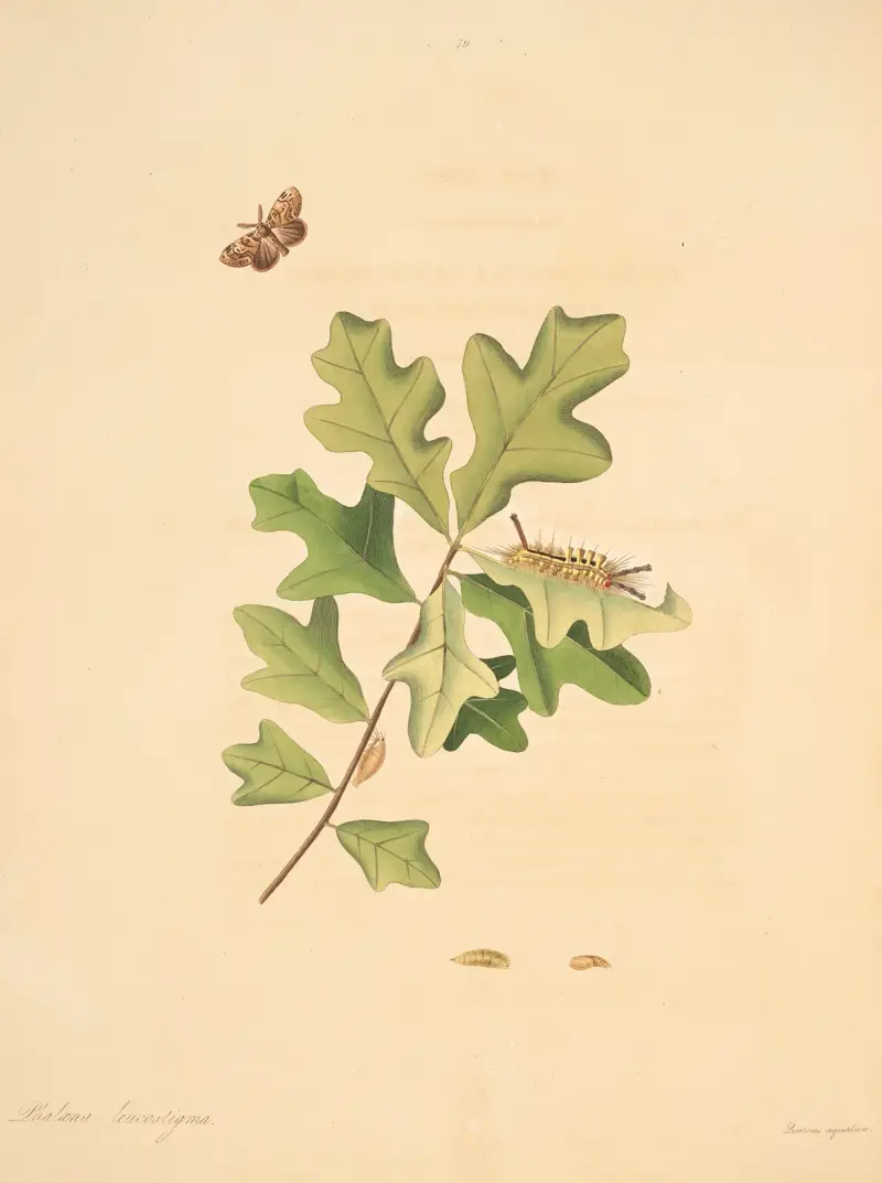 Historia naturalna rzadszych motyli Georgii, tabl. 079, James Edward Smith