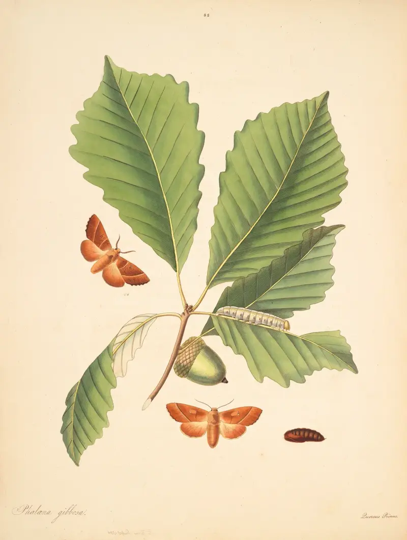 The Natural History of the Rarer Lepidopterous Insects of Georgia, tabule 082, James Edward Smith