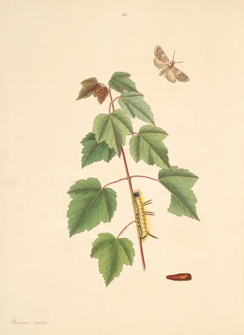 Die Naturgeschichte der selteneren Schmetterlingsinsekten von Georgia Taf. 093 von James Edward Smith