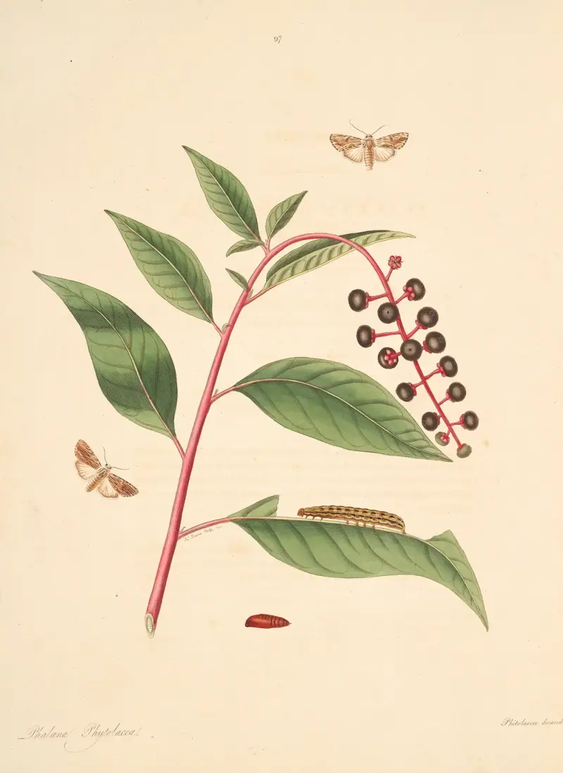 The natural history of the rarer lepidopterous insects of Georgia Pl.097 von James Edward Smith