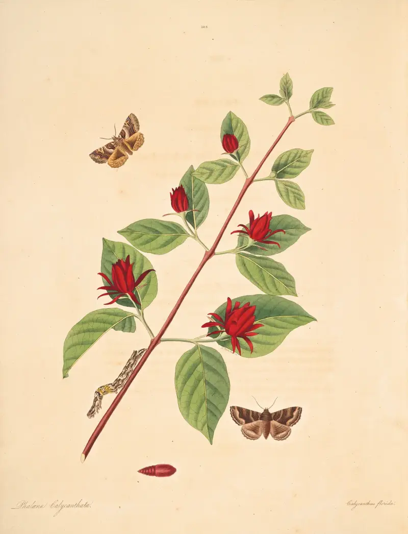 The natural history of the rarer lepidopterous insects of Georgia Pl.104 av James Edward Smith