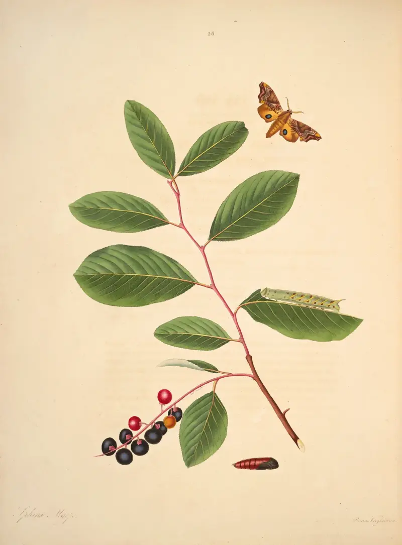 The natural history of the rarer lepidopterous insects of Georgia Pl.026 av James Edward Smith