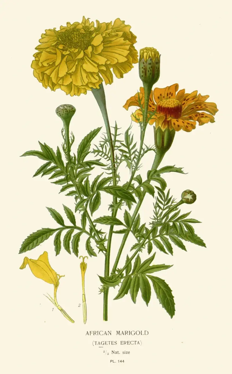 Afrikanische Ringelblume von Edward Step