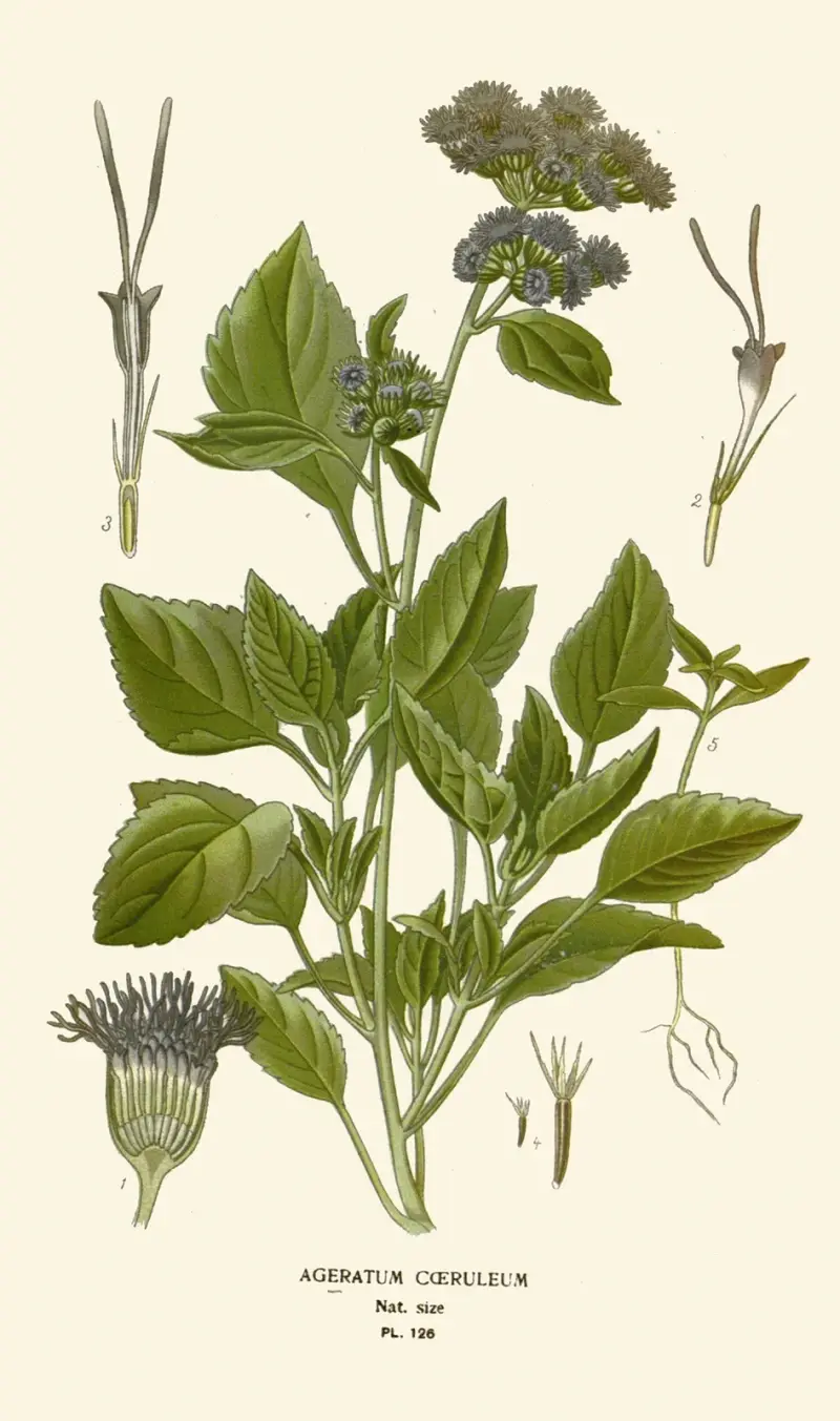 Ageratum Coeruleum av Edward Step