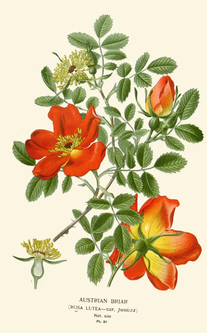 Österreichische Wildrose von Edward Step