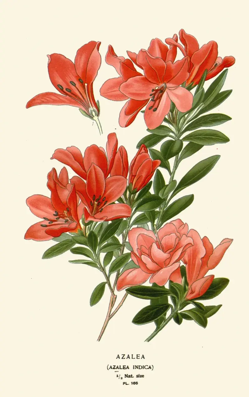 Azalka, Edward Step