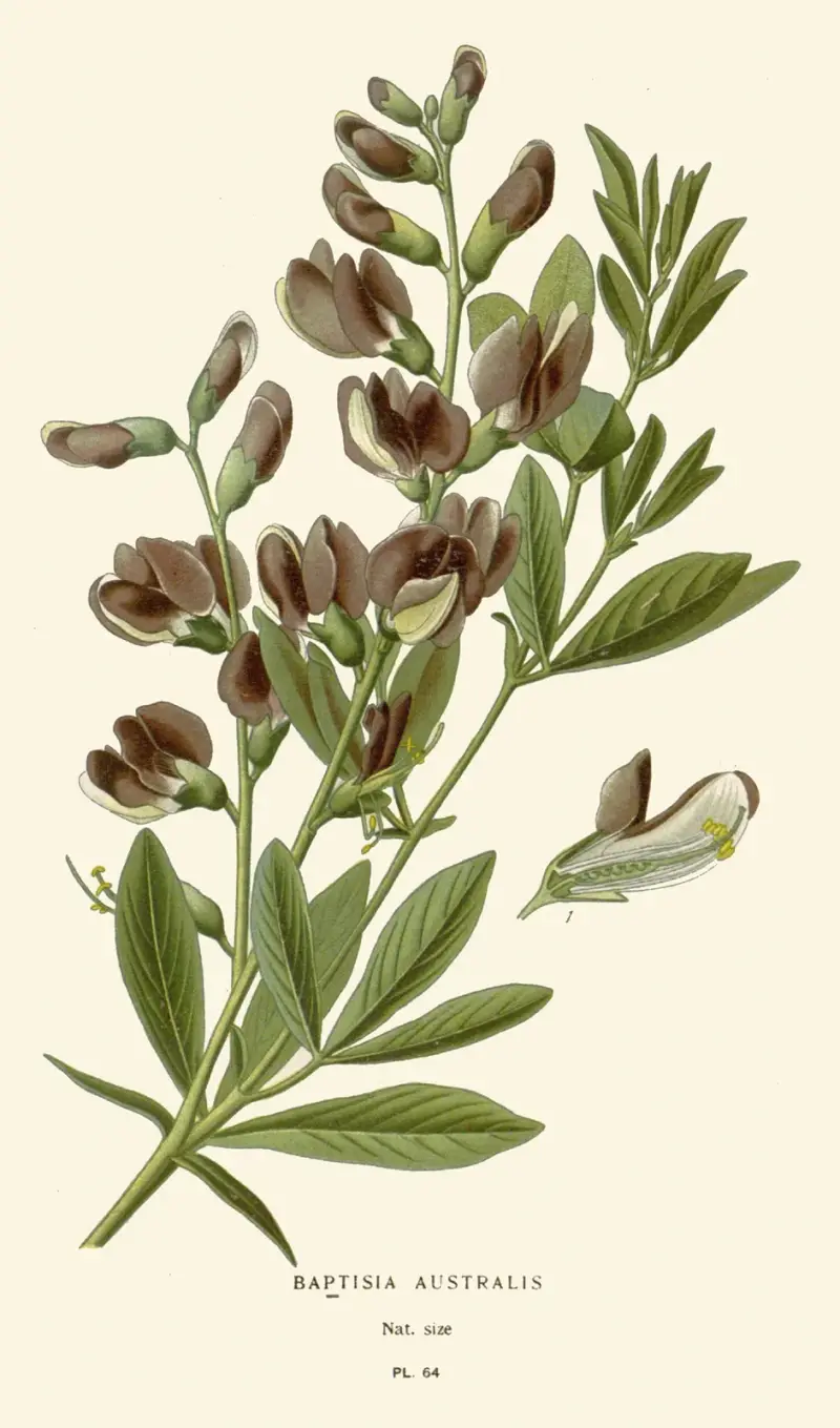 Baptisia Australis von Edward Step