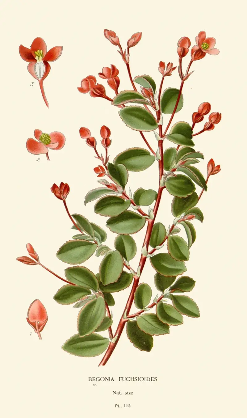 Begonia Fuchsioides von Edward Step