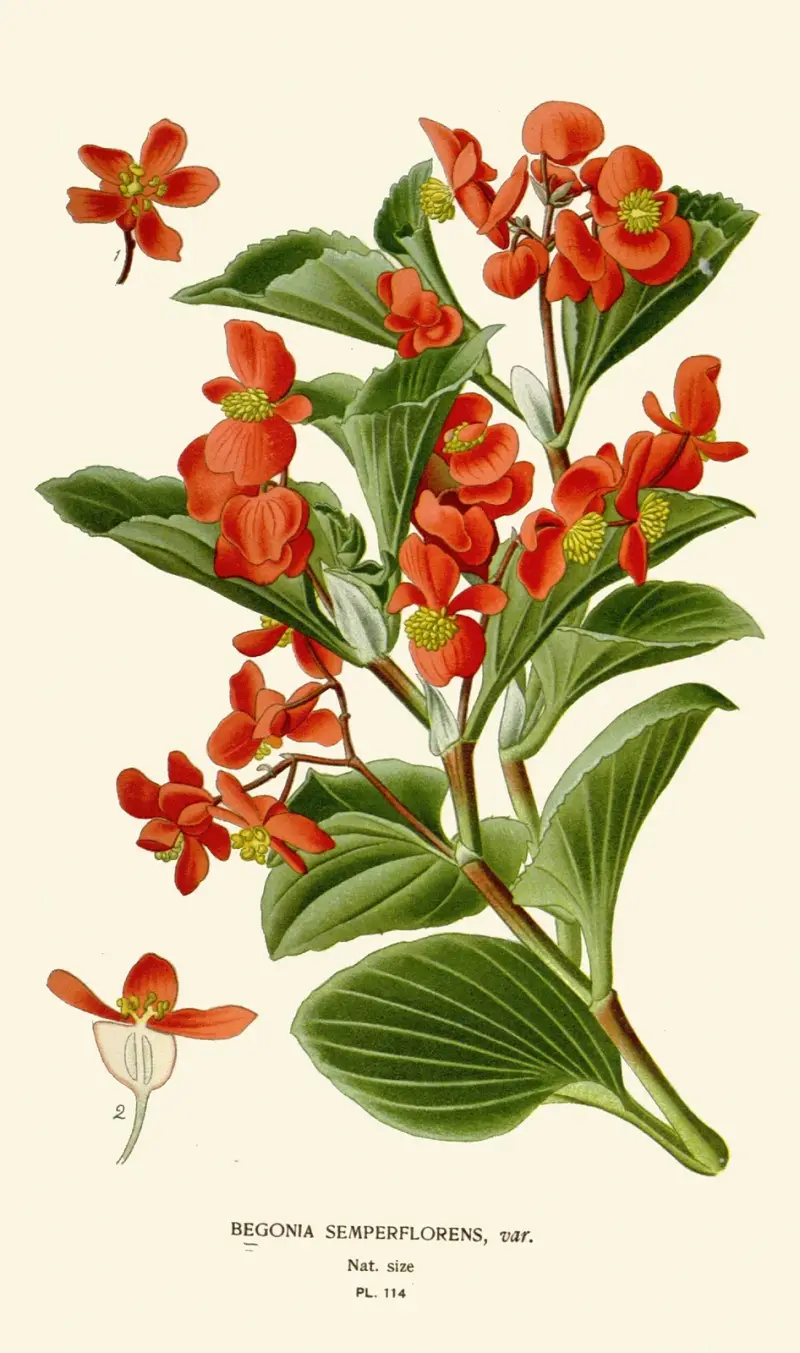 Begonia Semperflorens av Edward Step