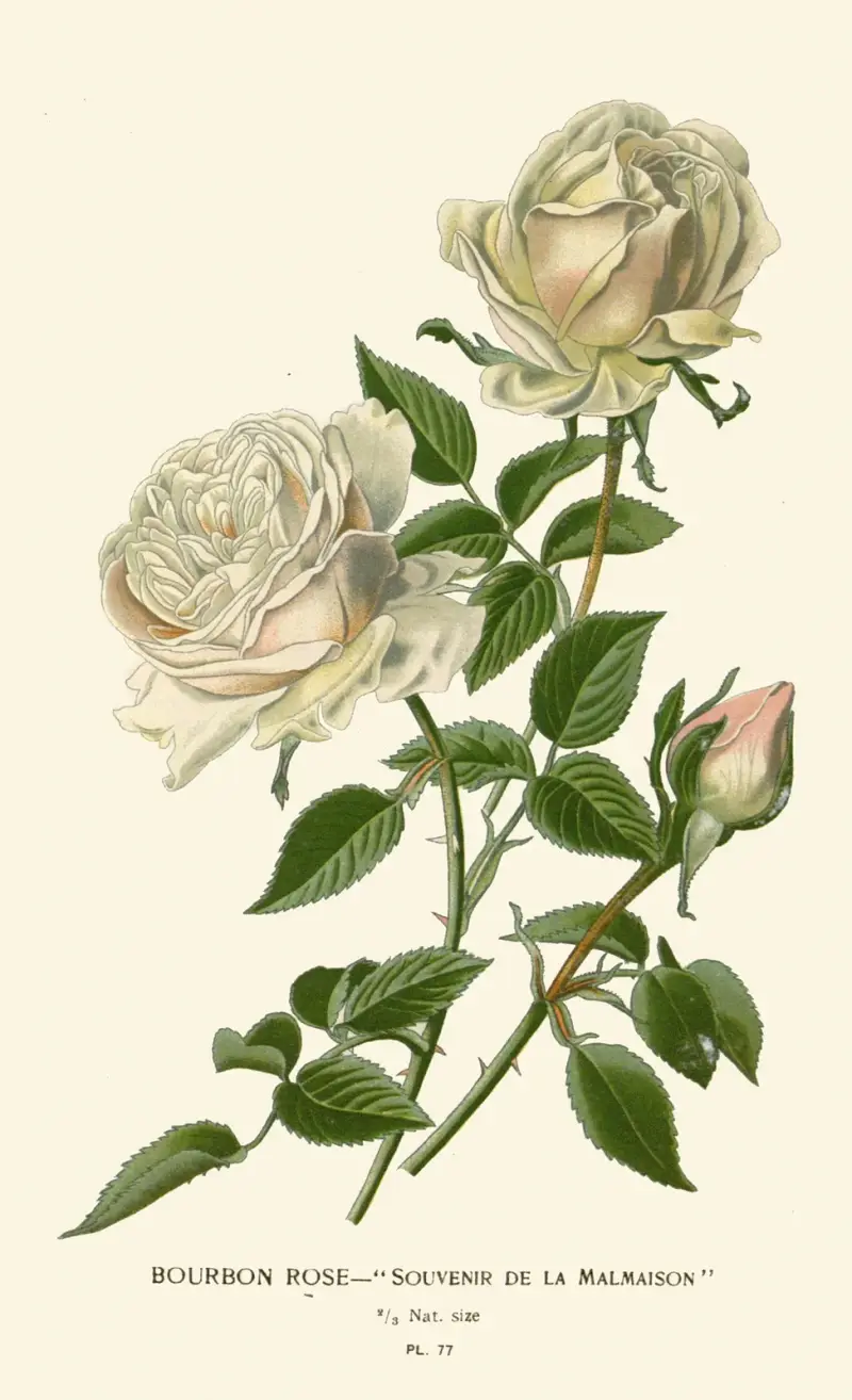 Bourbon Rose – Souvenir de la Malmaison av Edward Step