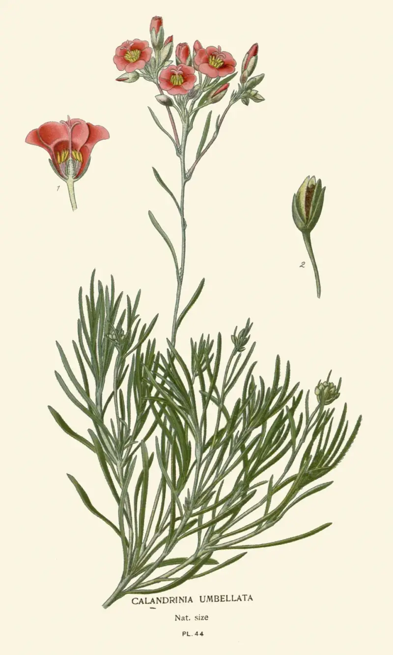Calandrinia Umbellata av Edward Step