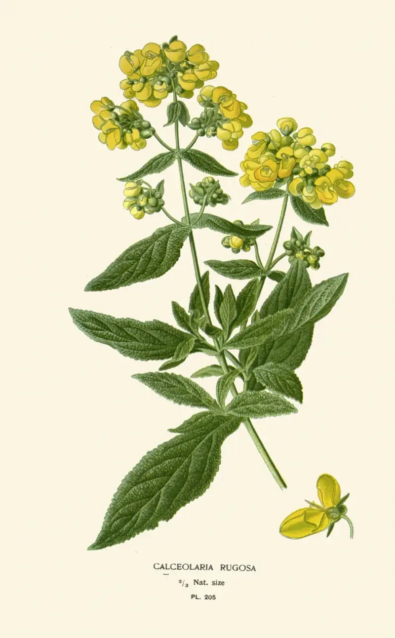 Calceolaria Rugosa, Edward Step