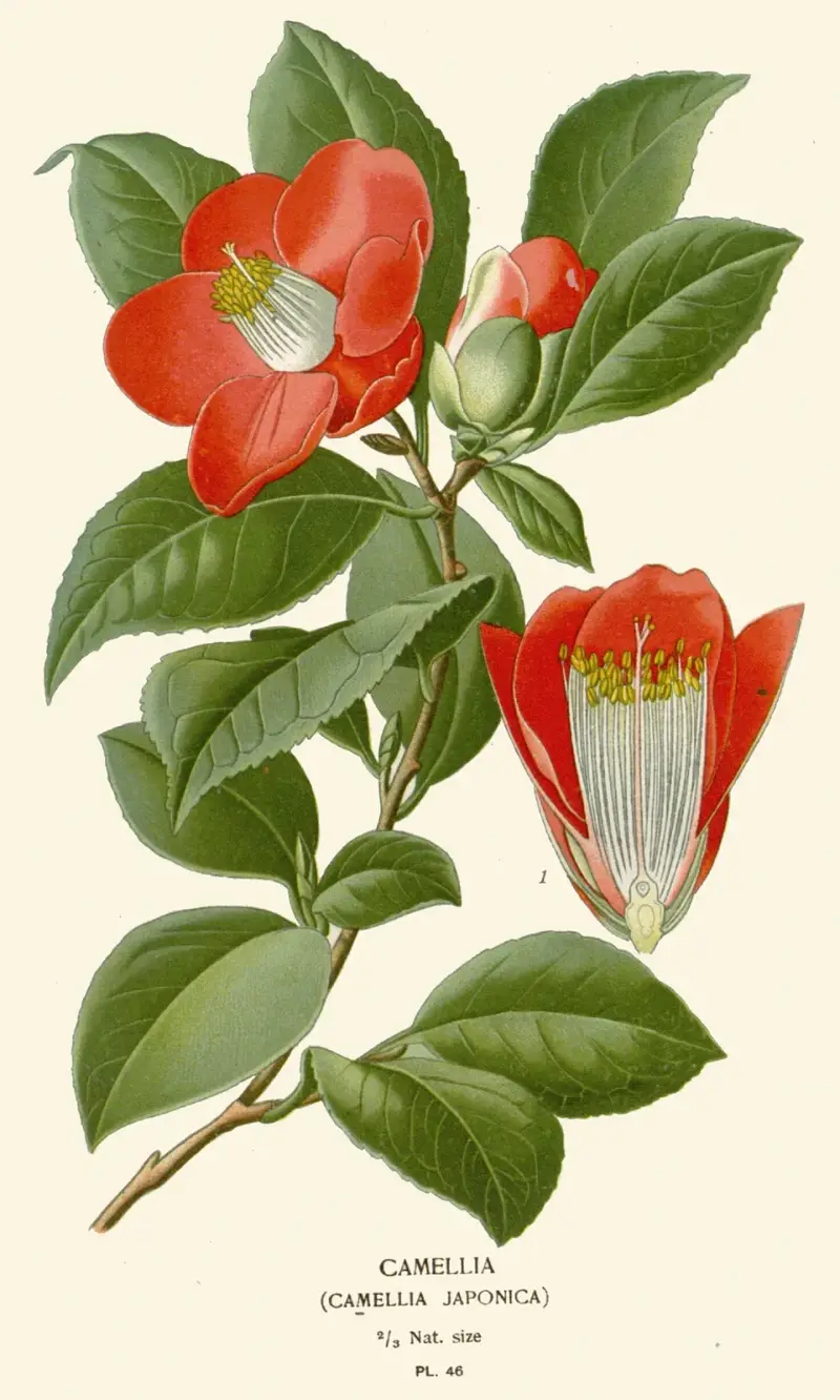 Camellia av Edward Step