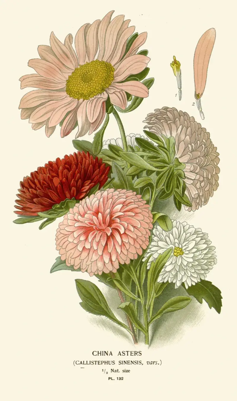 Sommerastern von Edward Step