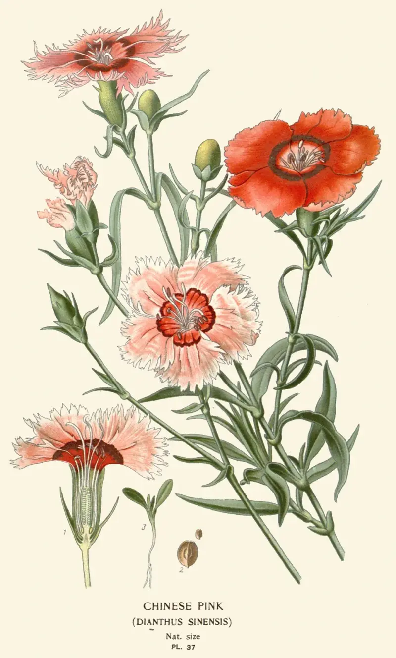 Chinese Pink von Edward Step