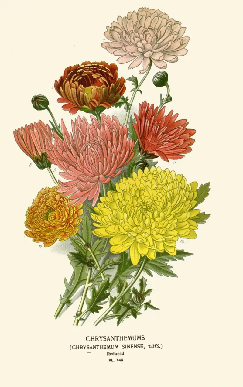 Chrysanthemum Sinense von Edward Step