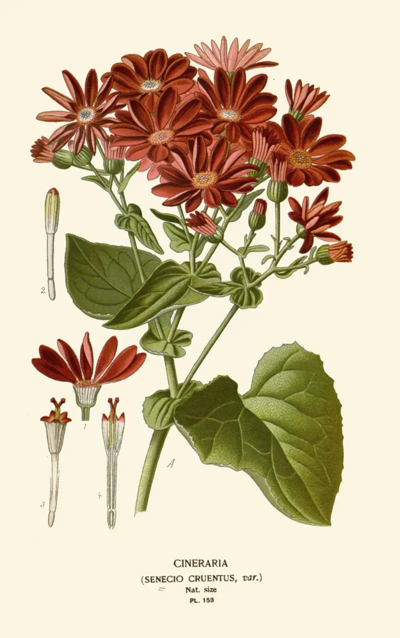 Cineraria von Edward Step