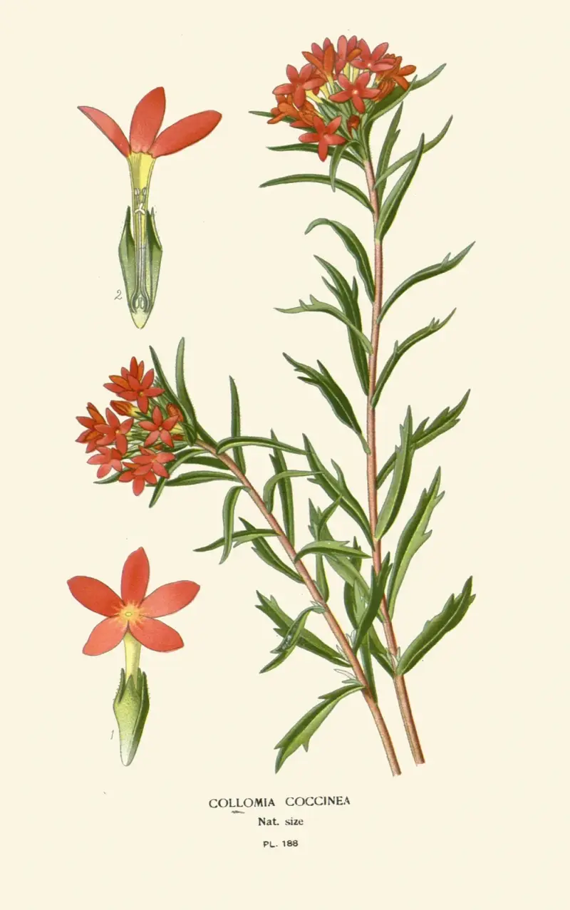 Collomia coccinea, Edward Step