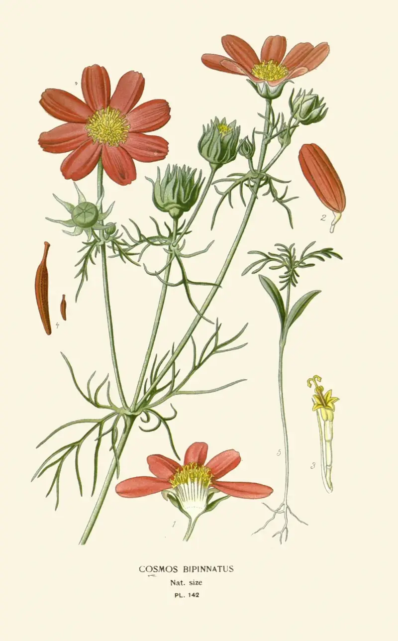 Cosmos Bipinnatus av Edward Step