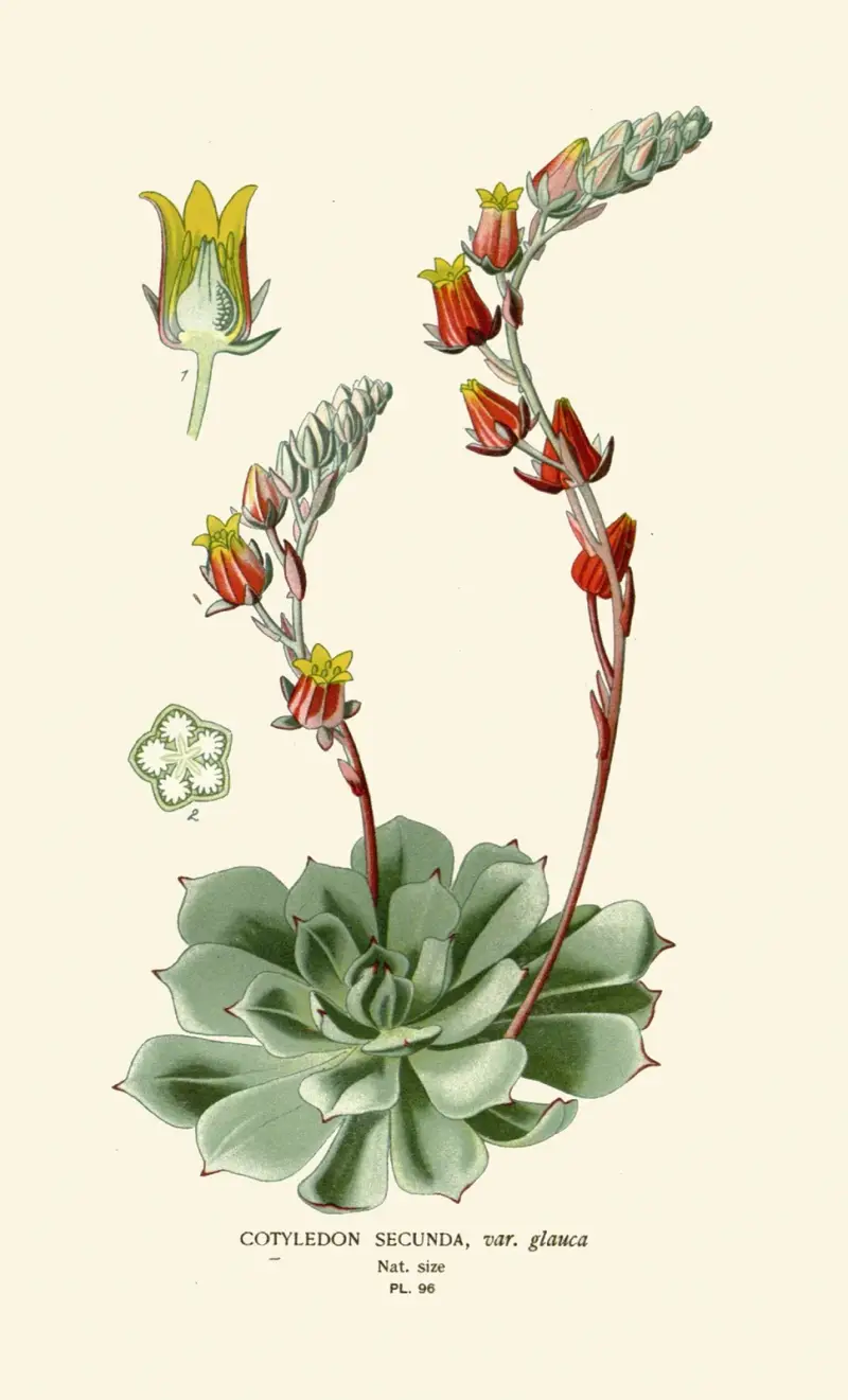 Cotyledon Secunda, Edward Step