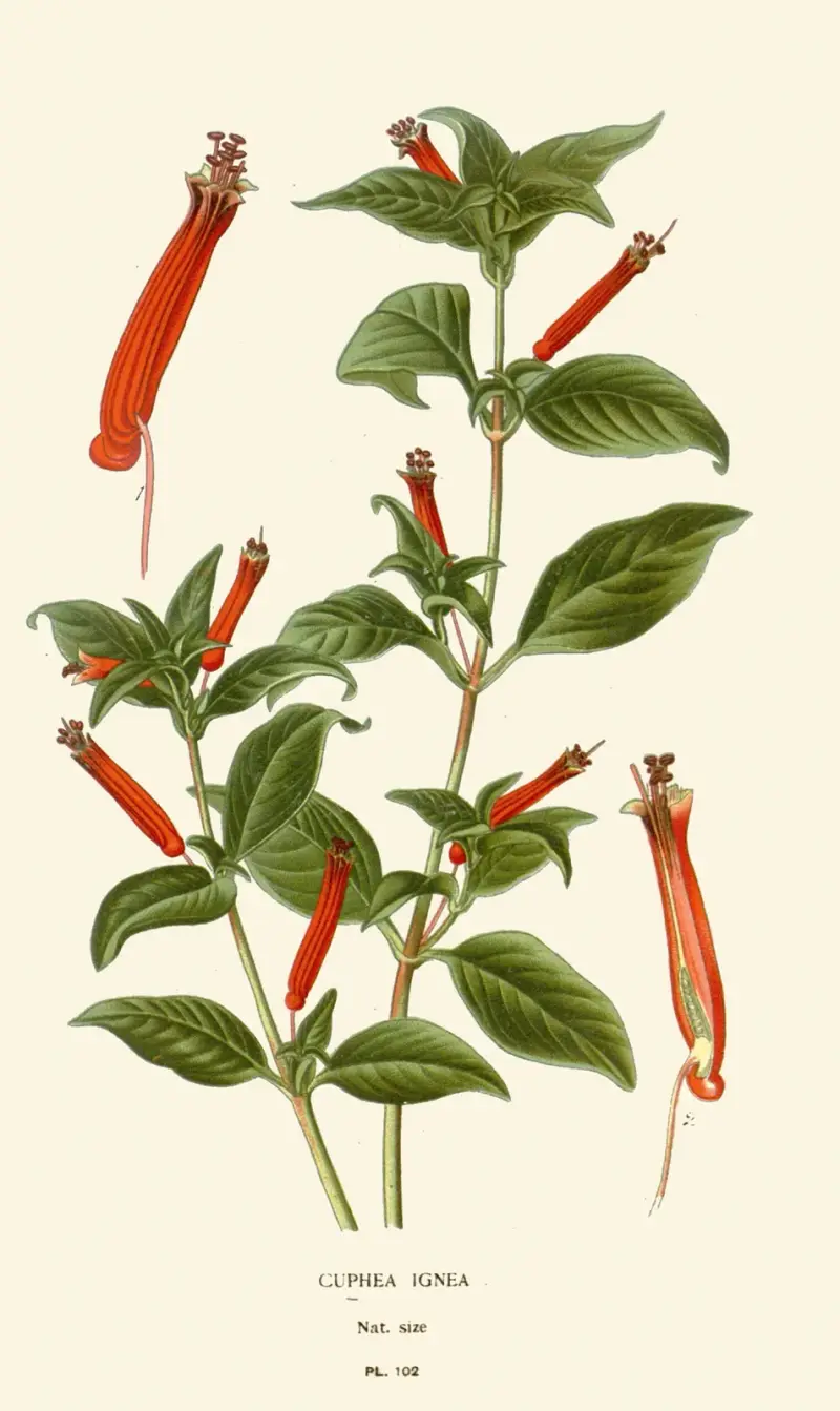 Cuphea Ignea von Edward Step