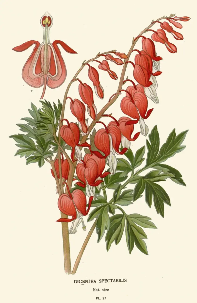 Dicentra Spectabilis av Edward Step