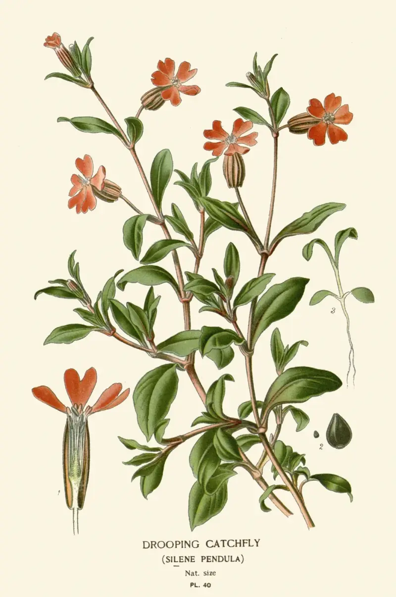 Drooping Catchfly av Edward Step