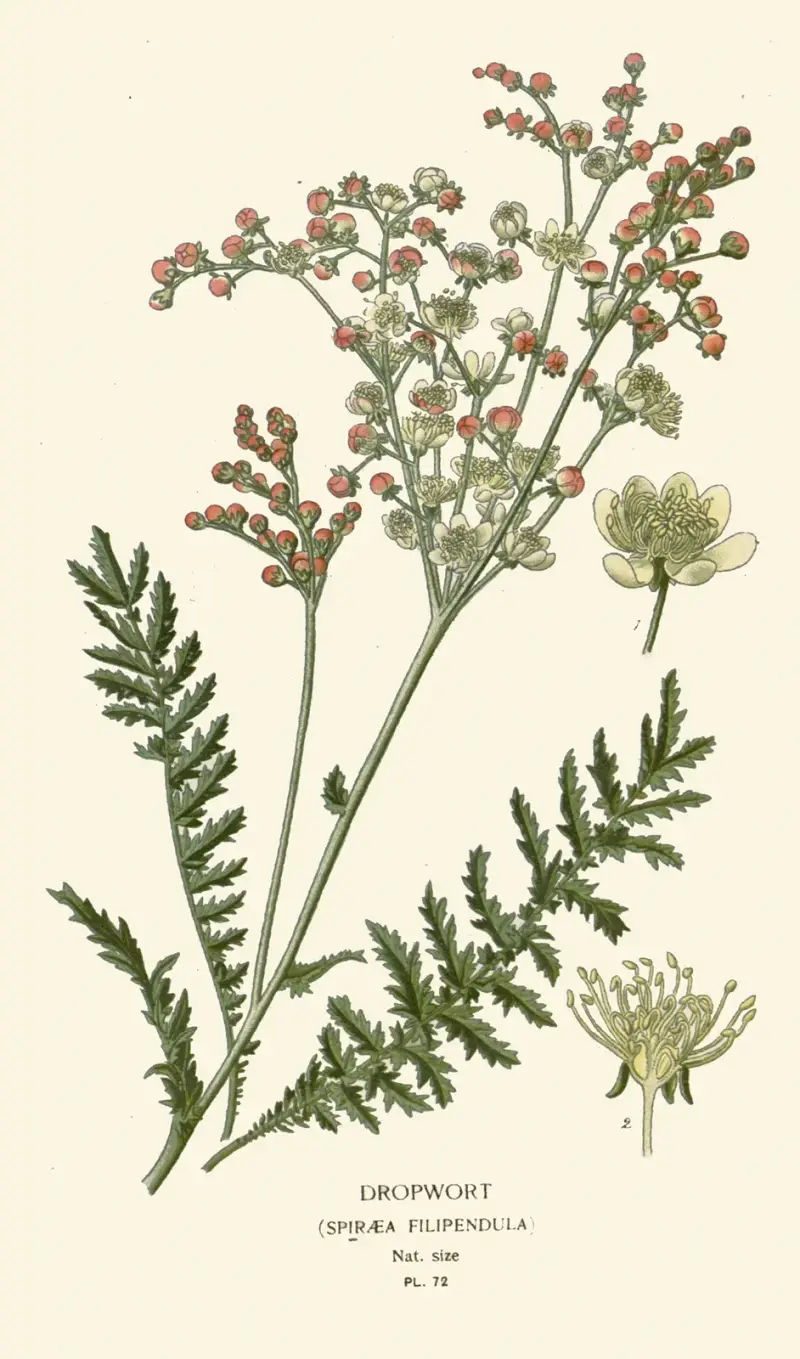 Mädesüß von Edward Step