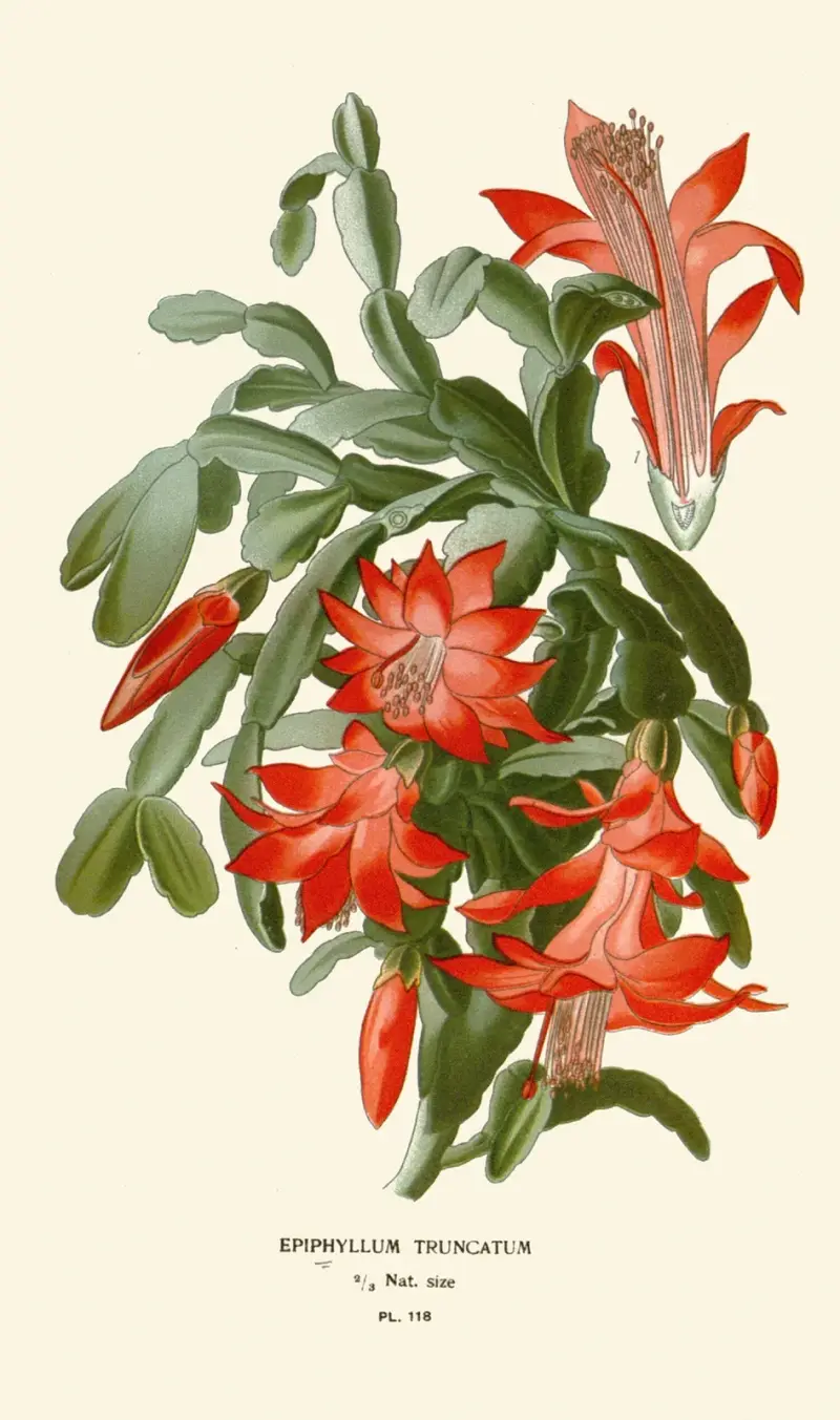 Epiphyllum Truncatum av Edward Step