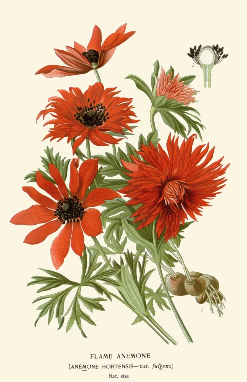 Flammen-Anemone von Edward Step